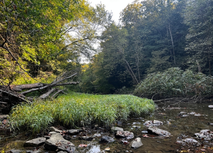 Herp habitat